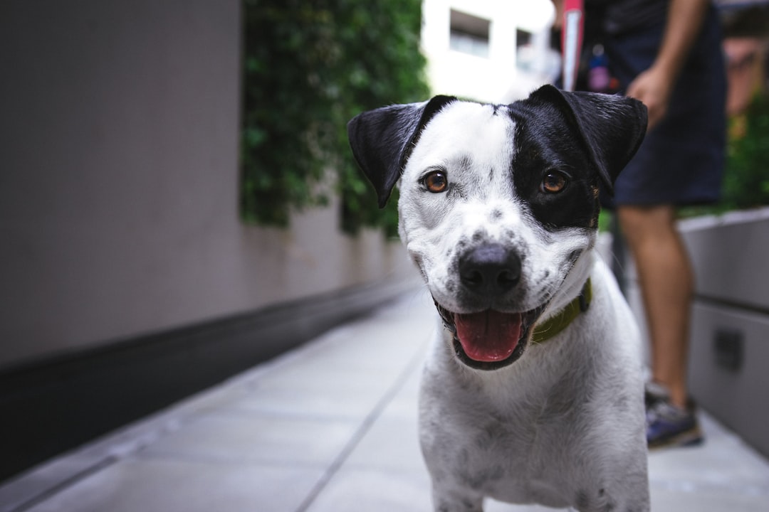 Photo Image: Pet Store